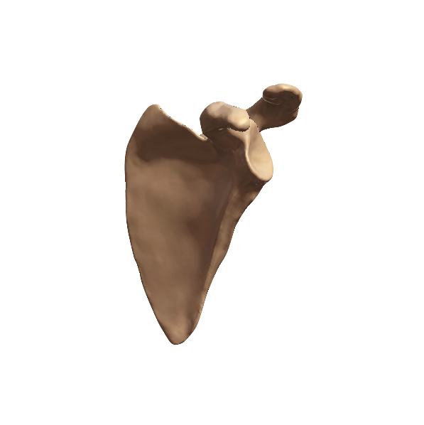 SCAPULA-3