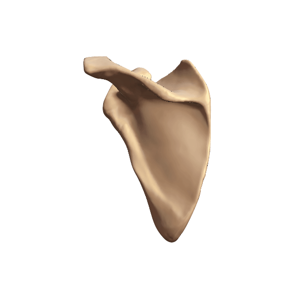 SCAPULA-5