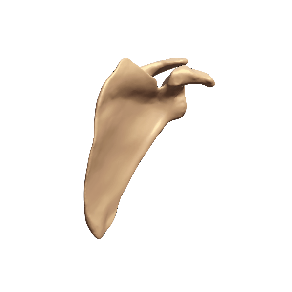 SCAPULA-6
